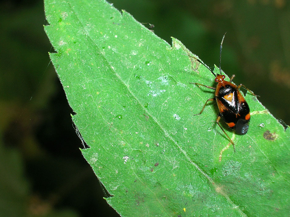 Deraeocoris (Deraeocoris) ruber